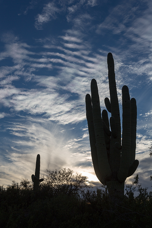 10-21 - 11.jpg - Saguaro National Park, East Part